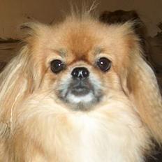 Tibetansk spaniel Khyi-Mo´s Byiba Cimba