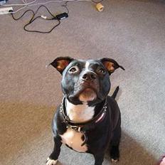 Amerikansk staffordshire terrier Cayla