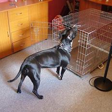 Amerikansk staffordshire terrier Cayla