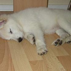 Hvid Schweizisk Hyrdehund Blondie of Trebons 