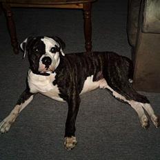 Amerikansk bulldog basse