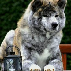 Akita inu DKCH Shishimai's Kambei 