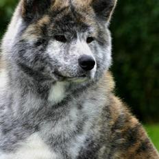 Akita inu DKCH Shishimai's Kambei 