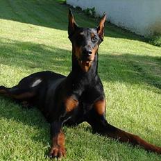 Dobermann Jessie di Altobello *død*