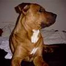 Blanding af racer Niclo