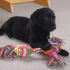 Labrador retriever Max