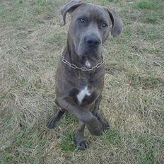 Blanding af racer Kovaz R.I.P