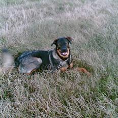 Blanding af racer Futte