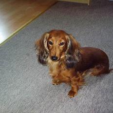 Dværggravhund Sille