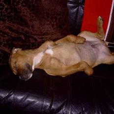 Blanding af racer Niclo