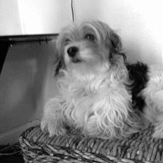 Blanding af racer Pjevs