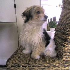 Blanding af racer Pjevs