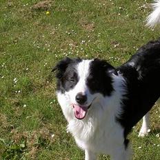 Border collie Max