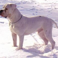 Amerikansk bulldog Østergaard´s Carlos