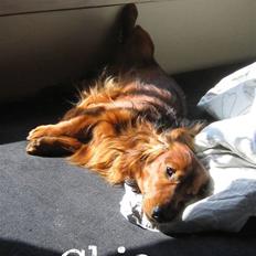 Dværggravhund Chico *3.11.05*