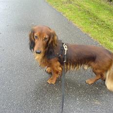 Dværggravhund Chico *3.11.05*