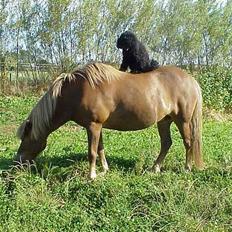 Mellempuddel Lou-Lou