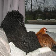 Mellempuddel Lou-Lou