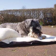 Dvaergschnauzer Cæsar ¤DØD¤