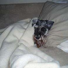 Dvaergschnauzer Cæsar ¤DØD¤