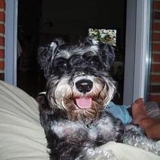 Dvaergschnauzer Duke ¤DøD¤