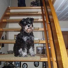 Dvaergschnauzer Duke ¤DøD¤