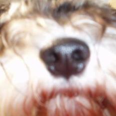 Dvaergschnauzer Duke ¤DøD¤