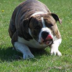 Amerikansk bulldog Kettner´s Devil Dancer