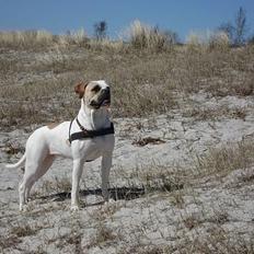 Amerikansk bulldog Ørsted´s Nanna