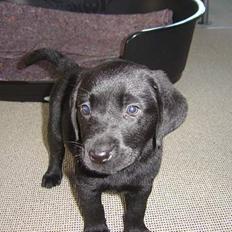 Labrador retriever Max