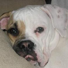 Amerikansk bulldog Ørsted´s Nanna