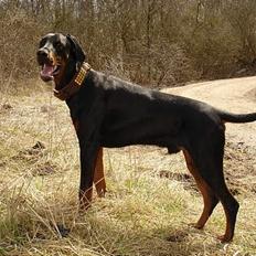 Dobermann Fox Vom Löven Dom/ Mozart