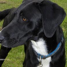 Blanding af racer Vaks