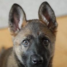 Schæferhund Hulgaards Loppe