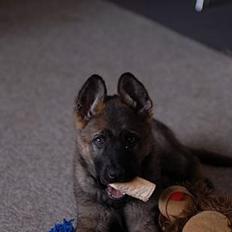 Schæferhund Hulgaards Loppe
