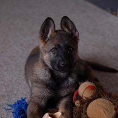 Schæferhund Hulgaards Loppe