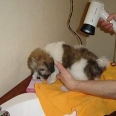 Coton de tulear Uniq Coton Sergent Pepper