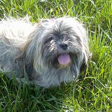 Lhasa apso twisty