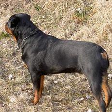 Rottweiler nico