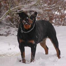 Rottweiler nico