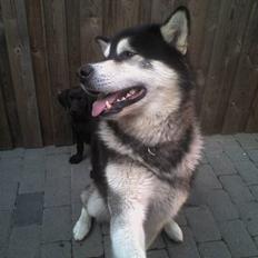 Alaskan malamute lucas