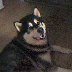 Alaskan malamute lucas