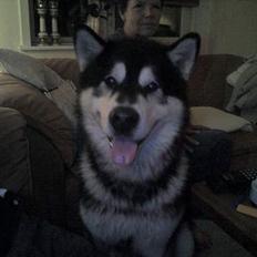 Alaskan malamute lucas