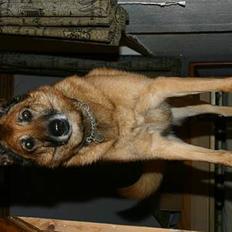 Belgisk hyrdehund Tyson(død)