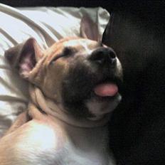 Staffordshire bull terrier Kida 