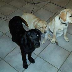 Labrador retriever Zippo (Gul Formel 1)