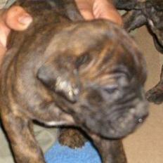 Dogo canario Centinela De Irema Curto 