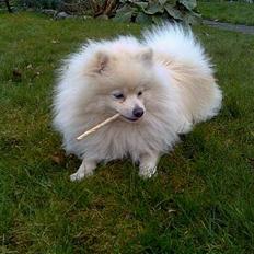 Pomeranian Pamuk