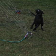 Labrador retriever Freja