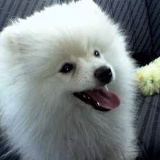 Pomeranian Pamuk